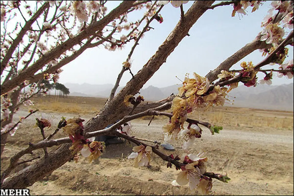 سوز خسارت ۹۵ میلیارد تومانی سرما