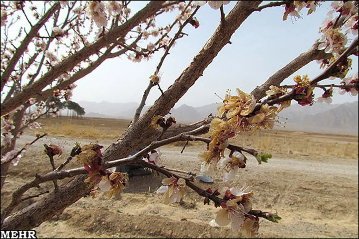سوز خسارت ۹۵ میلیارد تومانی سرما
