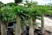 محبوب ترین گیاه آپارتمانی + شرایط نگهداری