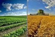 اختلاف ۵۰ درصدی قیمت محصولات کشاورزی از مزرعه تا سفره! 