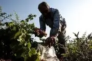 برداشت انگور از تاکستان‌های کارون/ گزارش تصویری