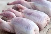 مرغ‌ها بدون مشتری روی دست صاحبانشان ماندند 