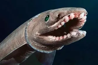  ترسناک‌ترین هیولاهای دریایی سال 2017 + عکس