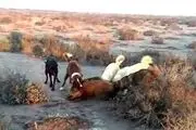 گرازهایی که زنده زنده دریده می شوند+ عکس
