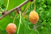 گیاه ژینکو و خواص درمانی آن