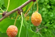 گیاه ژینکو و خواص درمانی آن