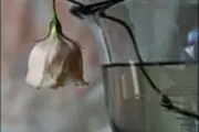 فروتنی در مقابل متکبران؟!