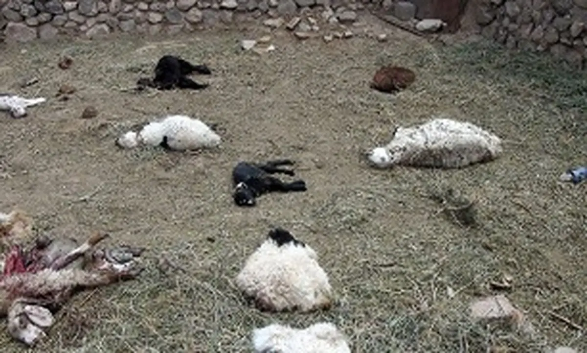 حمله پلنگ های گرسنه به گله گوسفندان
