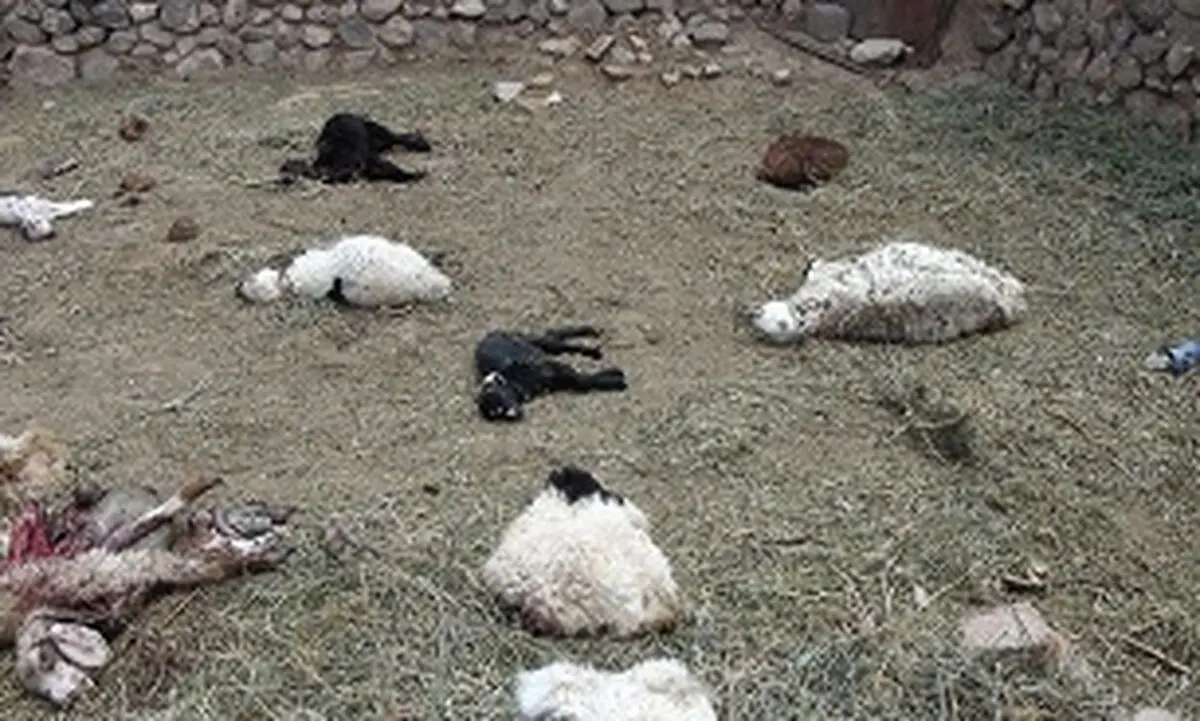 حمله پلنگ های گرسنه به گله گوسفندان
