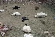 حمله پلنگ های گرسنه به گله گوسفندان