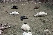 حمله پلنگ های گرسنه به گله گوسفندان