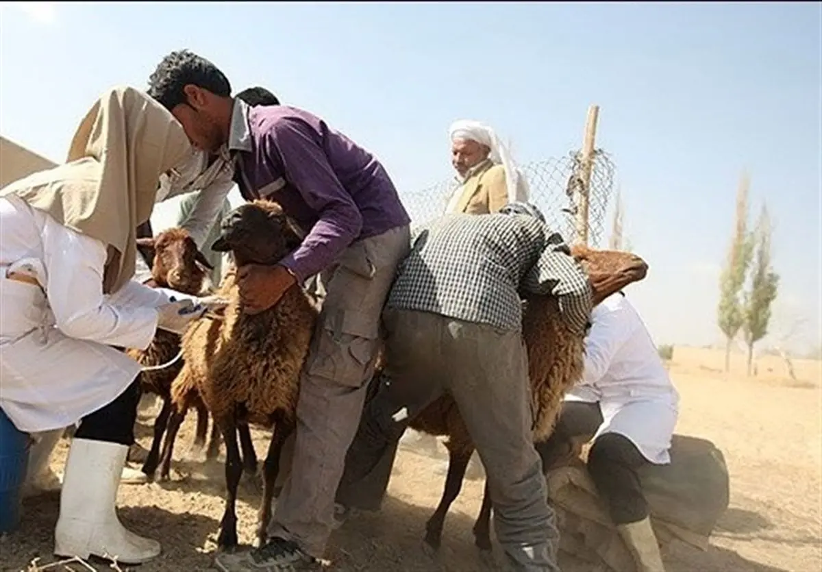 دامپزشکی خراسان جنوبی در مبارزه با انگلها عملکرد خوبی دارد