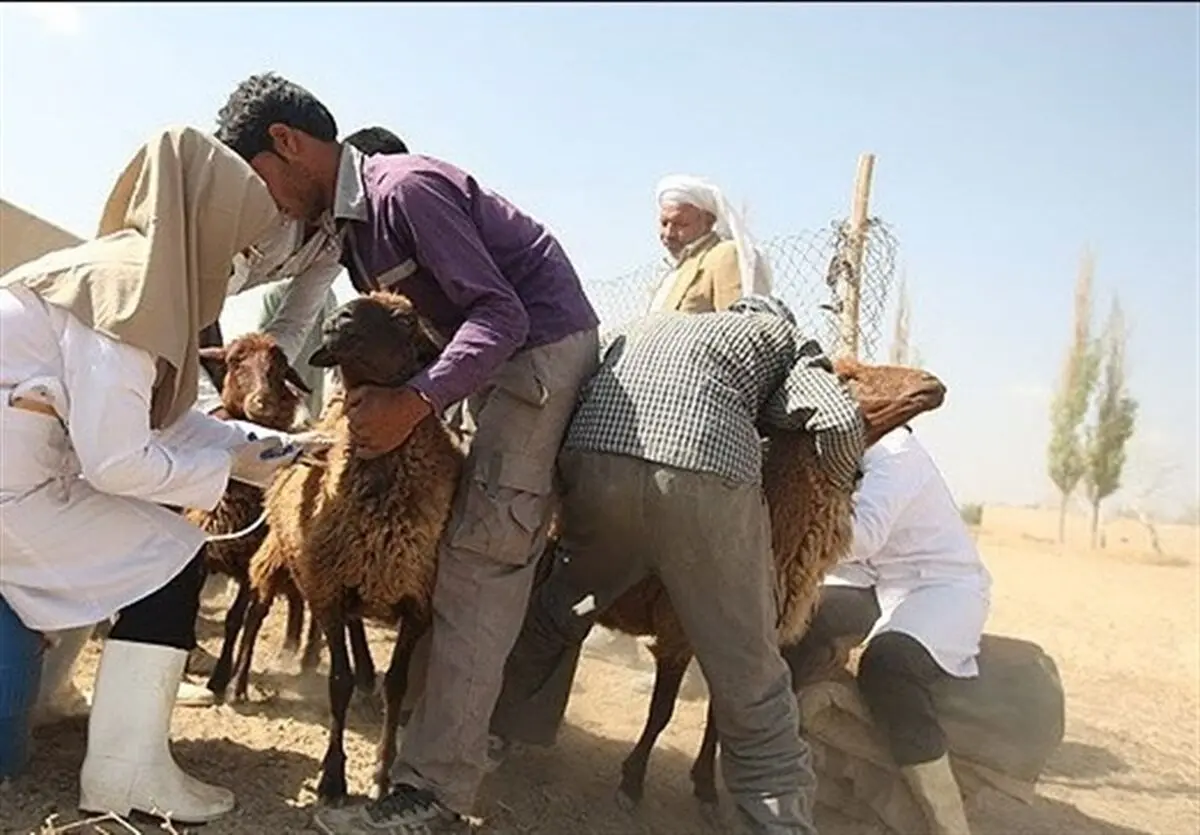 دامپزشکی خراسان جنوبی در مبارزه با انگل‌ها عملکرد خوبی دارد 