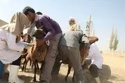 دامپزشکی خراسان جنوبی در مبارزه با انگل‌ها عملکرد خوبی دارد 