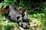 
حمله پلنگ به گاوها در روستایی از توابع گچساران + عکس
