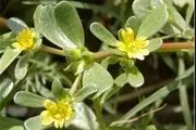 گیاهی که به فرموده پیامبر(ص) شِفاء 99 درد در آن است