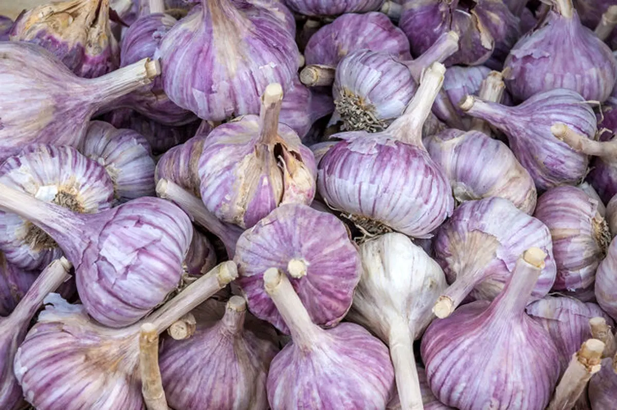 فواید و عوارض مصرف "سیر" 