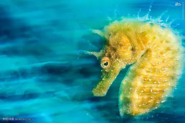  دنیای زیر آب 