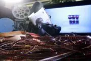 پروانه برای «غریب» و «آشیل»