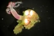 Acid - Wielding Worms Drill Through Bones at the Bottom of the Sea
