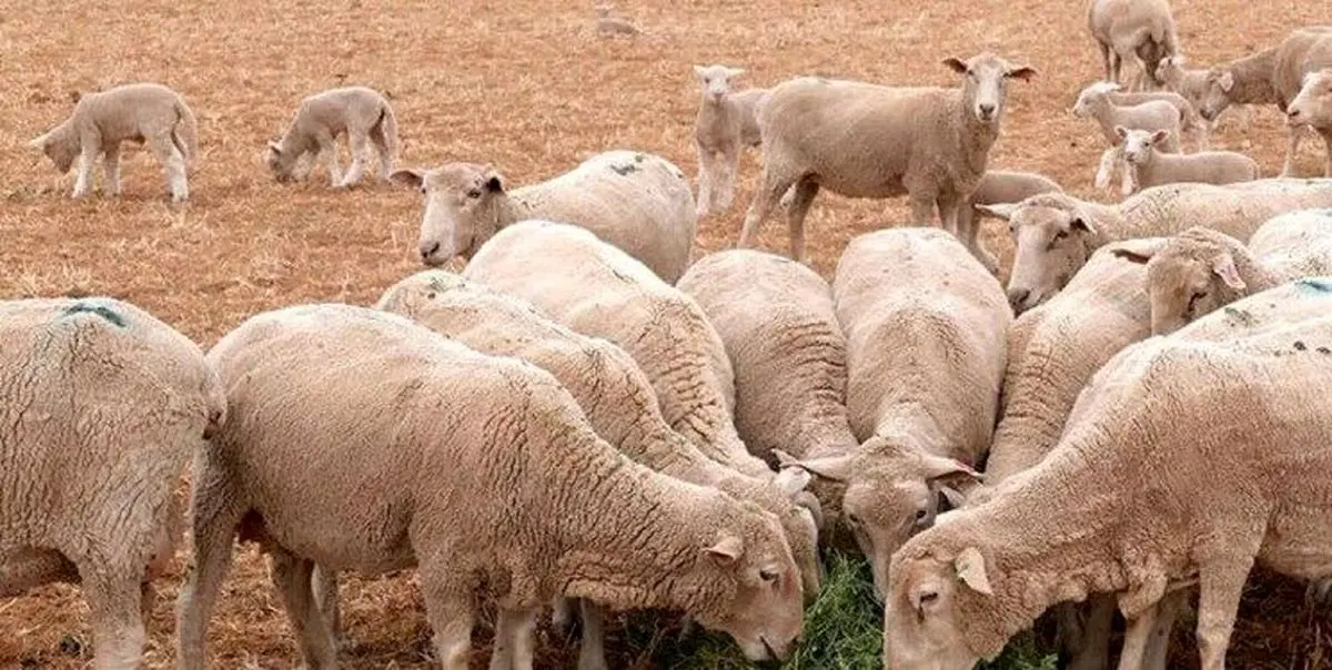 خبر فوری درباره دام زنده امروز ۸ دی