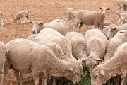 خبر فوری درباره دام زنده امروز ۸ دی