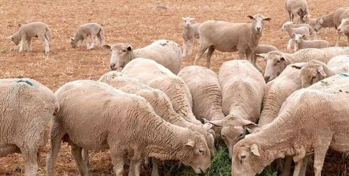 خبر فوری درباره دام زنده امروز ۸ دی
