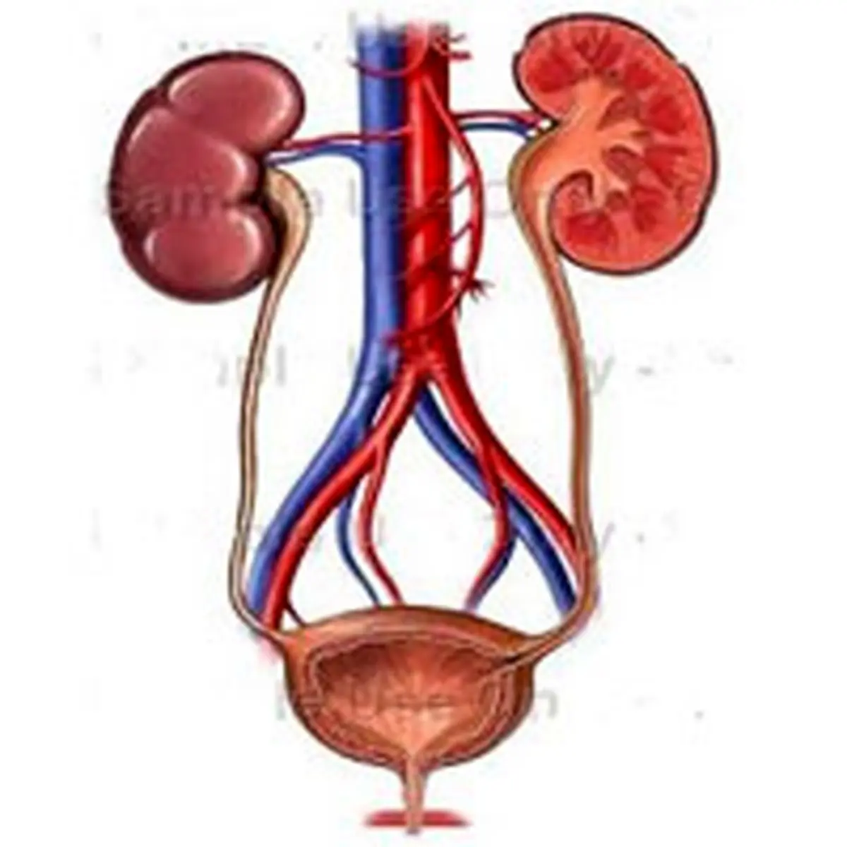مثانه عصبی را آرام کنید