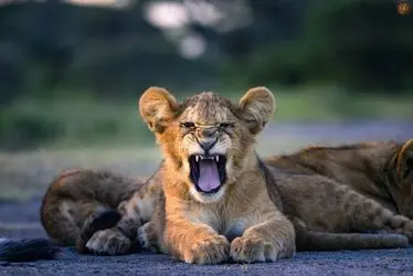 تصاویر منتخب حیات وحش در یک هفته