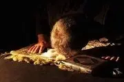 منزلت سجده از دیدگاه قرآن و روایات
