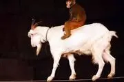واردات بز از اسپانیا، میمون از فرانسه و سگ‌ماهی از چین/جدول