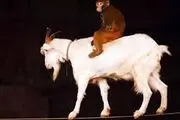 واردات بز از اسپانیا، میمون از فرانسه و سگ‌ماهی از چین/جدول