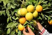 تولید نارنگی از پرتقال پیشی گرفت