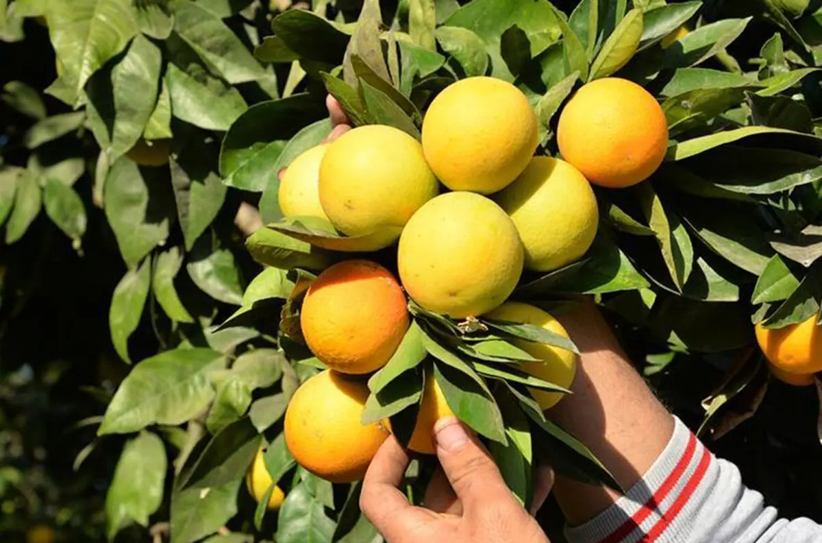 تولید نارنگی از پرتقال پیشی گرفت