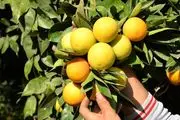 کاهش تولید پرتقال در شمال کشور /نرخ خرید هر کیلو پرتقال از باغدار 6 هزار و 500 تومان