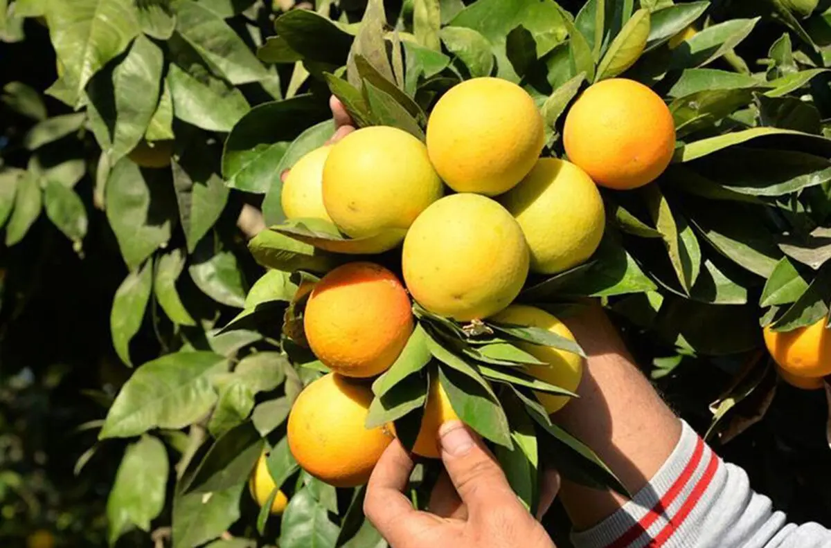 تولید نارنگی از پرتقال پیشی گرفت
