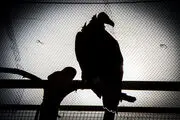 
کشف 35 قطعه پرنده کمیاب در خرم‎آباد
