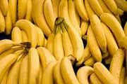 توقیف محموله ۱۵۰ تنی موز قاچاق