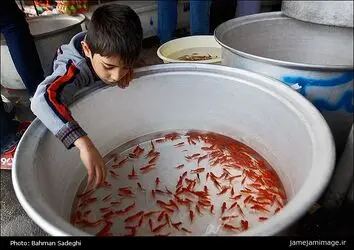 ماهی