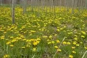 طبیعت‌گردی در ایران/ شهر 