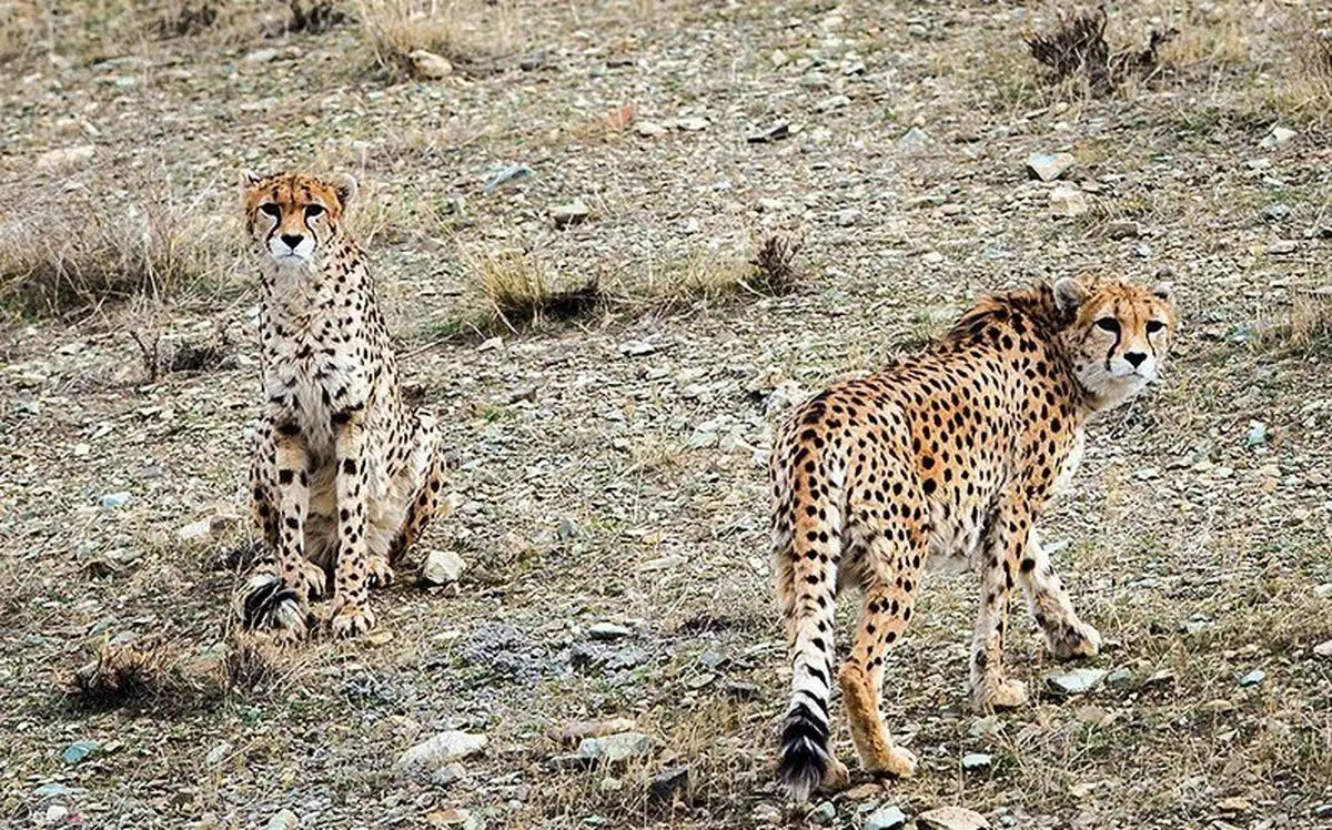 بلای تحریم بر محیطزیست ایران