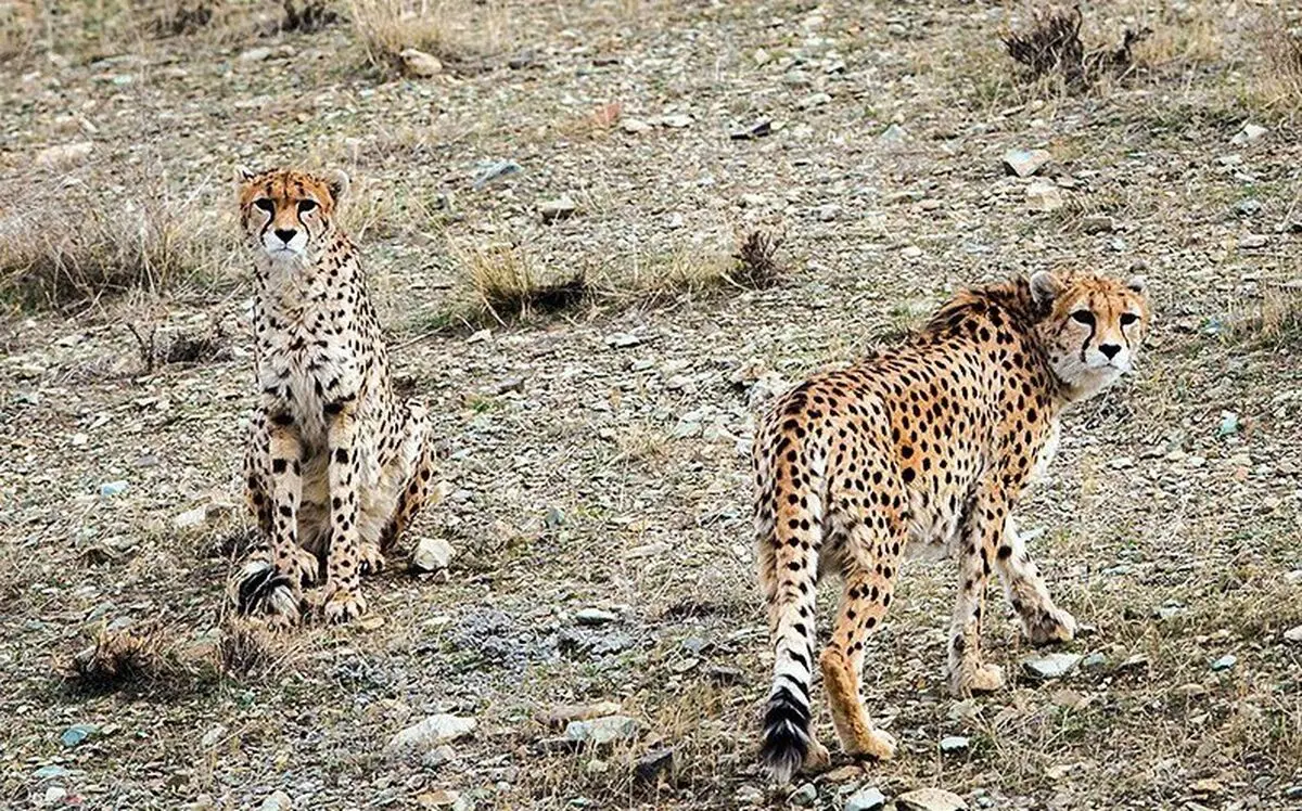  پلنگ ایرانی زیبا و در حال انقراض را ببینید 