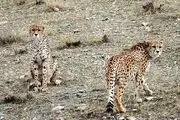 درنده ایرانی حال‌وروز خوبی ندارد/ عکس