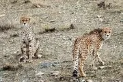تصویری دیدنی از یوزپلنگ آسیایی در ایران