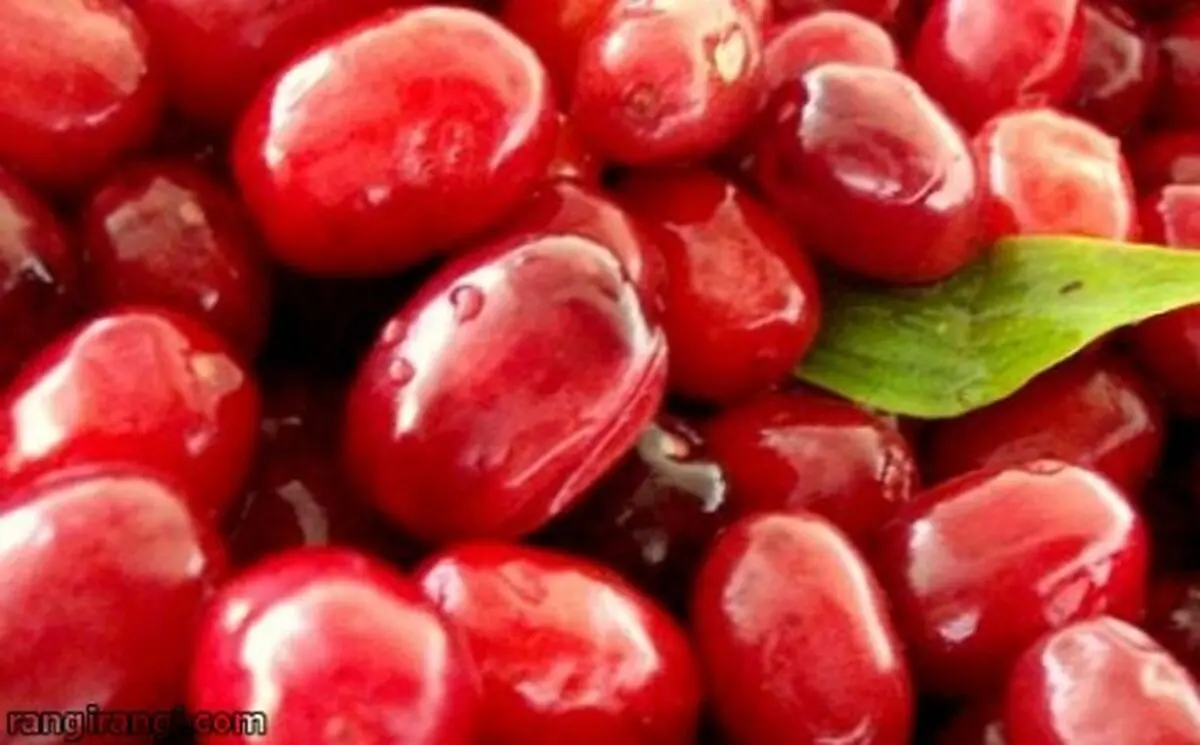 این نوع زغال اخته را هرگز نخورید