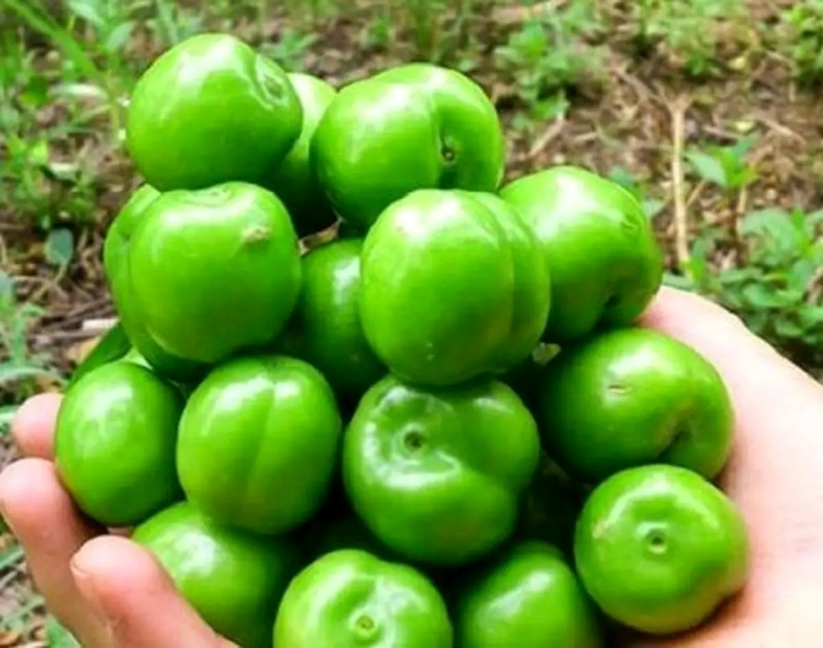 این ۱۰ گروه دور گوجه سبز را خط بکشند