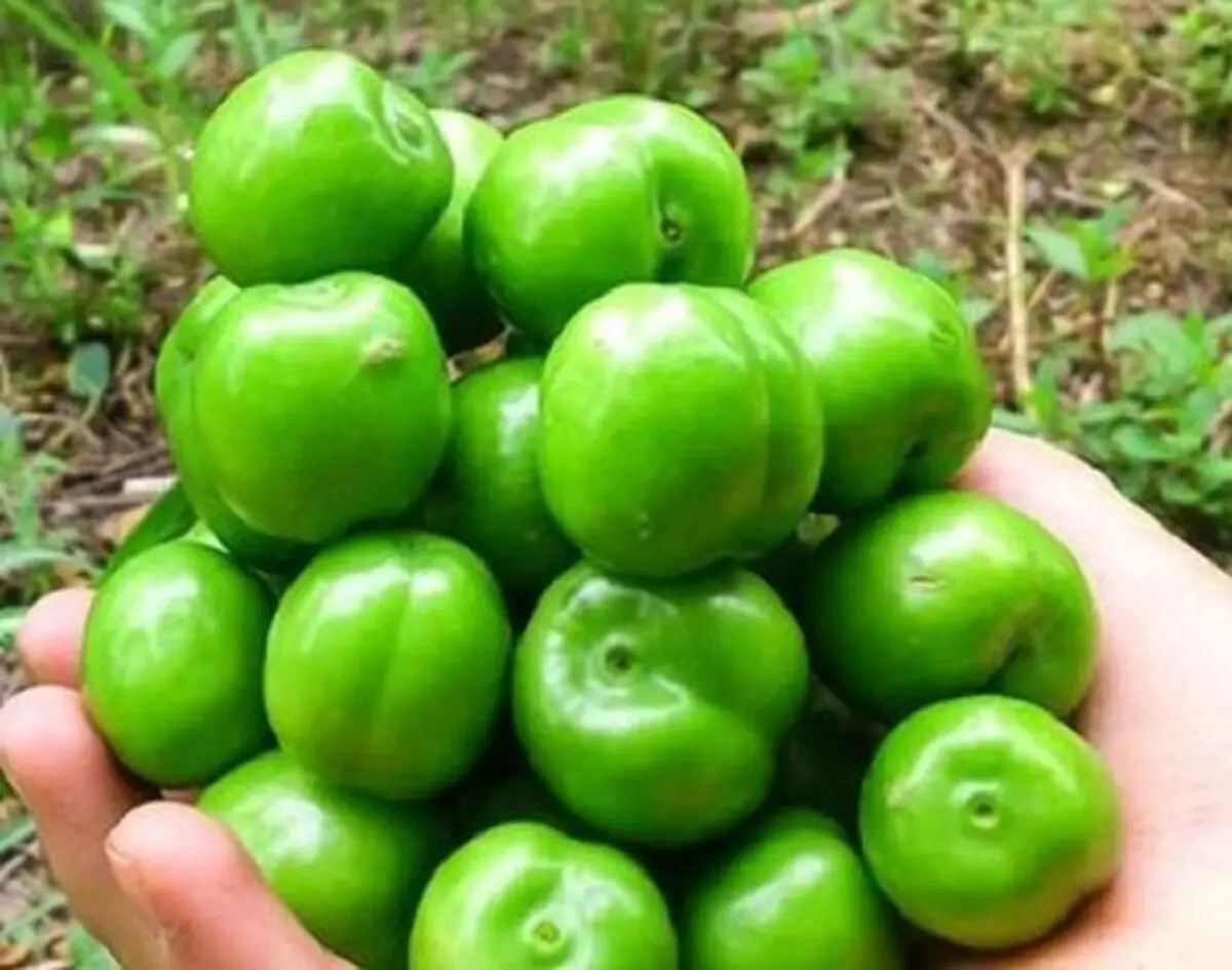 این ۱۰ گروه دور گوجه سبز را خط بکشند
