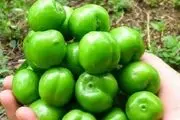 این ۱۰ گروه دور گوجه سبز را خط بکشند
