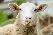 آخرین قیمت گوسفند و مرغ زنده اعلام شد
