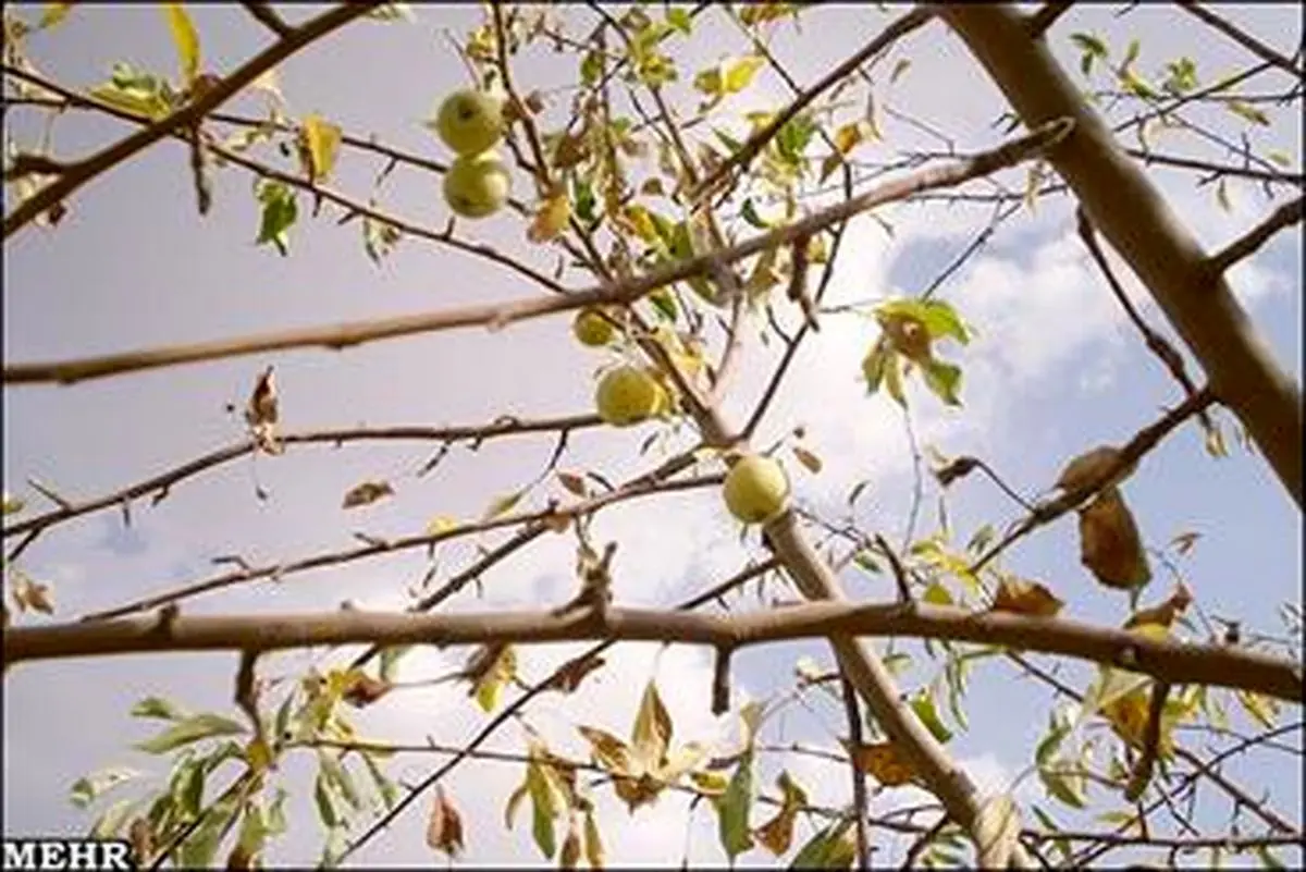 بایرشدن مزارع و بیکاری کشاورزان